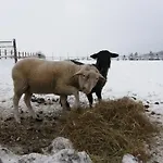Allvet Дрновице